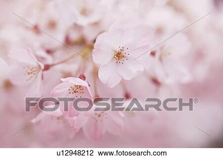 Stock Image - Cherry flowers, close up. Fotosearch