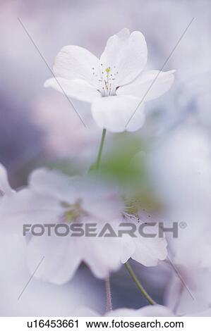 Stock Image - Cherry flowers, close up. Fotosearch