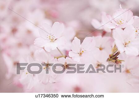 Stock Image - Cherry flowers, close up. Fotosearch
