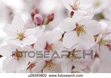 Cherry flowers, close up View Large Photo Image Stock Image - Cherry flowers, close up. Fotosearch