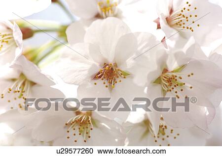 Stock Image - Cherry flowers, close up. Fotosearch