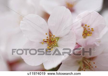 Cherry flowers, close up View Large Photo Image Stock Photo - Cherry flowers, close up. Fotosearch