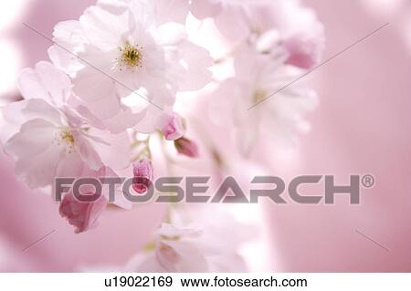 Cherry flowers, close up View Large Photo Image Stock Photo - Cherry flowers, close up. Fotosearch