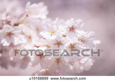Stock Photo - Cherry flowers, close up. Fotosearch