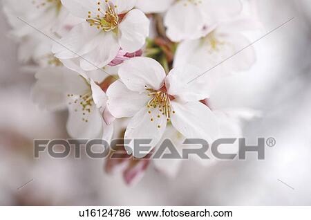 Stock Photograph - Cherry flowers, close up. Fotosearch