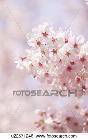 Stock Photograph - Cherry flowers, close up. Fotosearch