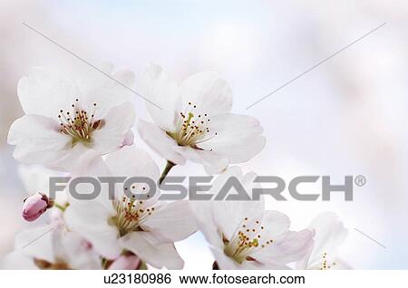 Cherry flowers, close up View Large Photo Image Stock Photograph - Cherry flowers, close up. Fotosearch