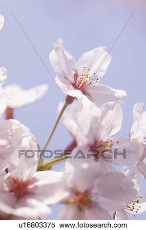 Stock Photography - Cherry flowers, close up. Fotosearch