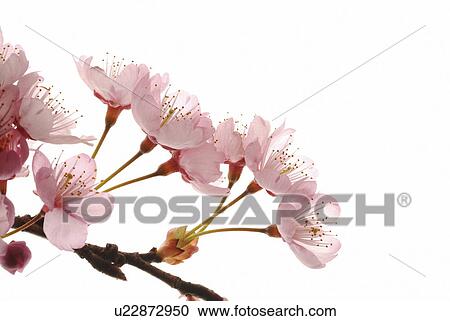 Cherry flowers, close up, white background View Large Photo Image Stock Image - Cherry flowers, close up, white background. Fotosearch