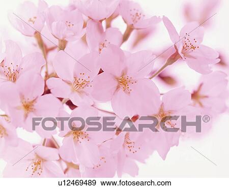 Stock Photo - Cherry flowers, close up, white background. Fotosearch