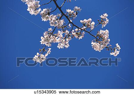 Cherry flowers on branch, blue background View Large Photo Image Stock Photography - Cherry flowers on branch, blue background. Fotosearch