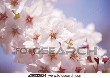 Cherry flowers on branch, close up View Large Photo Image Picture - Cherry flowers on branch, close up. Fotosearch