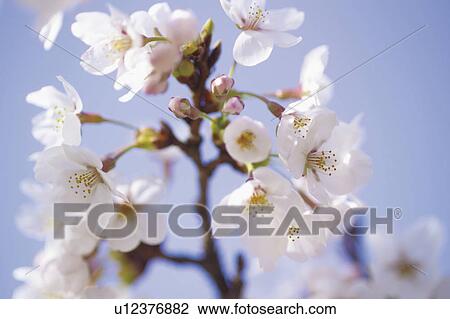 Stock Image - Cherry flowers on branch, close up. Fotosearch