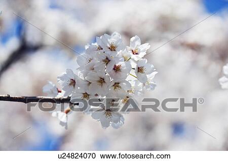 Stock Image - Cherry flowers on branch, close up. Fotosearch