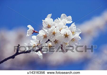 Stock Photograph - Cherry flowers on branch, close up, blue background. Fotosearch