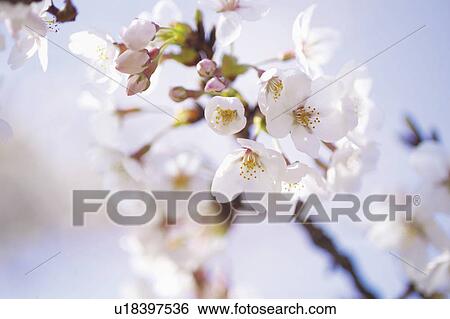 Cherry flowers on branch, close up View Large Photo Image Stock Photograph - Cherry flowers on branch, close up. Fotosearch