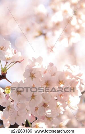 Stock Photograph - Cherry flowers on branch, close up, Tokyo prefecture, Japan. Fotosearch