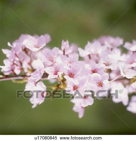 Stock Photography - Cherry flowers on branch, close up. Fotosearch