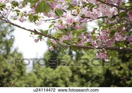 Cherry flowers on branch, Otsu city, Shiga prefecture, Japan View Large Photo Image Stock Image - Cherry flowers on branch, Otsu city, Shiga prefecture, Japan. Fotosearch