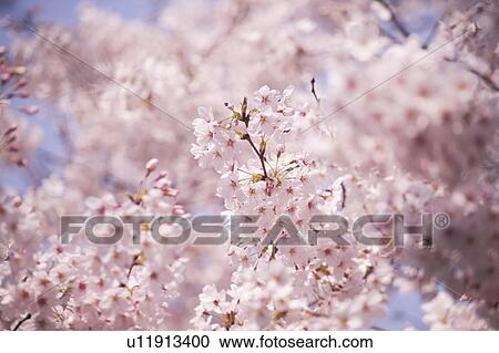 Cherry flowers on branch View Large Photo Image Stock Image - Cherry flowers on branch. Fotosearch