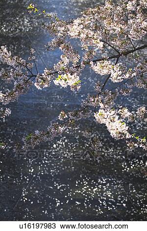 Stock Image - Cherry flowers on branch. Fotosearch
