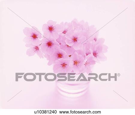 Stock Image - Cherry flowers, pink background. Fotosearch