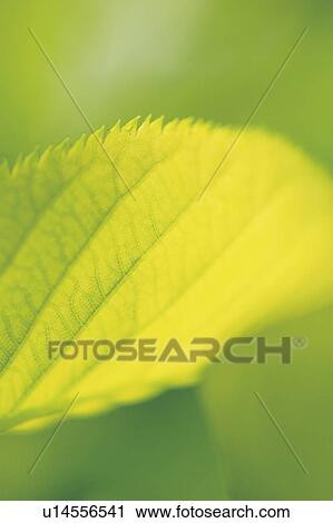 Stock Image - Cherry Leaves. Fotosearch