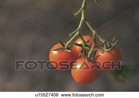 Stock Photo - Cherry tomatoes on branch, close up. Fotosearch