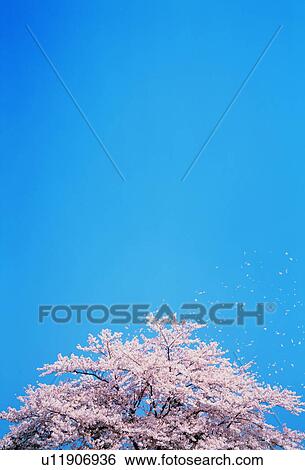Stock Photograph - Cherry trees full of spring blossom. Fotosearch