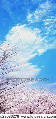 Stock Photograph - Cherry trees full of spring blossom. Fotosearch
