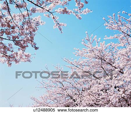 Stock Photography - Cherry trees full of spring blossom. Fotosearch