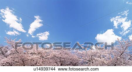 Picture - Cherry trees under a blue sky. Fotosearch
