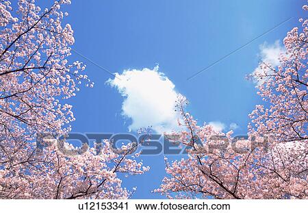 Cherry trees under a blue sky View Large Photo Image Stock Image - Cherry trees under a blue sky. Fotosearch