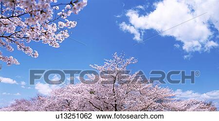 Cherry trees under a blue sky View Large Photo Image Stock Image - Cherry trees under a blue sky. Fotosearch