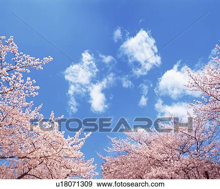 Stock Photo - Cherry trees under a blue sky. Fotosearch