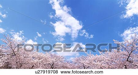 Stock Photo - Cherry trees under a blue sky. Fotosearch