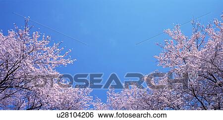 Stock Photograph - Cherry trees under a blue sky. Fotosearch