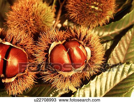 Stock Image - Chestnuts in their Burs, close up, Nagano prefecture, Japan. Fotosearch