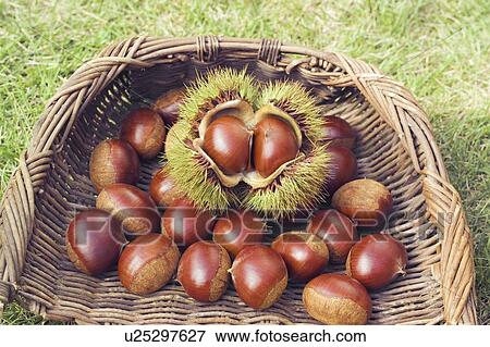 Stock Photo - Chestnuts on colander. Fotosearch