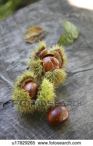 Stock Photography - Chestnuts on table. Fotosearch