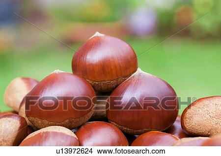 Chestnuts View Large Photo Image Picture - Chestnuts. Fotosearch