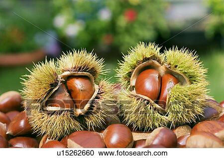 Chestnuts View Large Photo Image Stock Image - Chestnuts. Fotosearch