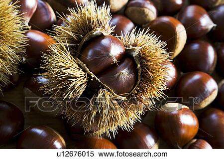 Stock Photography - Chestnuts. Fotosearch