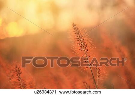 Chinese Fountain Grass by Lake Biwa, Otsu, Shiga Prefecture, Japan View Large Photo Image Stock Image - Chinese Fountain Grass by Lake Biwa, Otsu, Shiga Prefecture, Japan. Fotosearch
