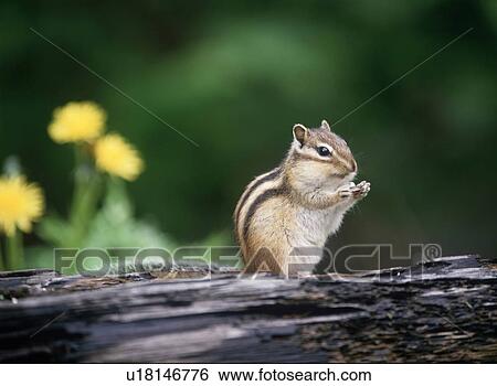 Stock Photograph - Chipmunk. Fotosearch