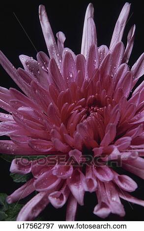 Stock Photo - Chrysanthemum. Fotosearch