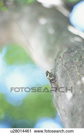 Stock Image - Cicada perched on tree trunk. Fotosearch