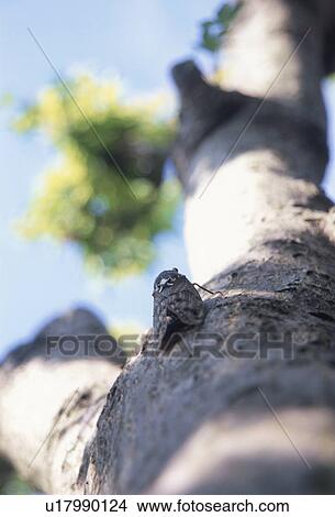 Picture - Cicada resting on tree trunk, Aizuwakamatsu, Fukushima Prefecture, Japan. Fotosearch