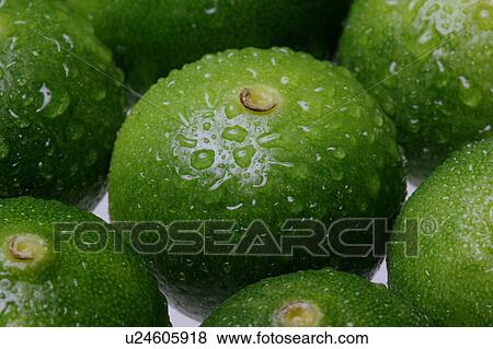 Stock Photo - Citrus depressa, close up, full frame. Fotosearch