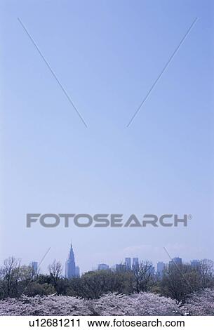 Stock Image - City skyline behind cherry trees. Shinjuku-ku, Tokyo, Japan. Fotosearch